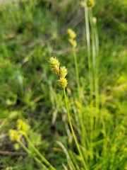 Carex canescens
