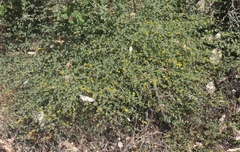 Acmispon junceus biolettii