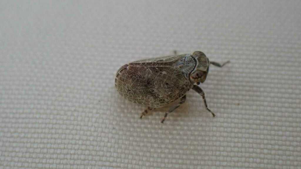 Latilica maculipes