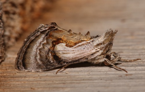 Formosa Looper Moth photo 2