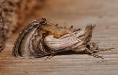 Chrysanympha formosa