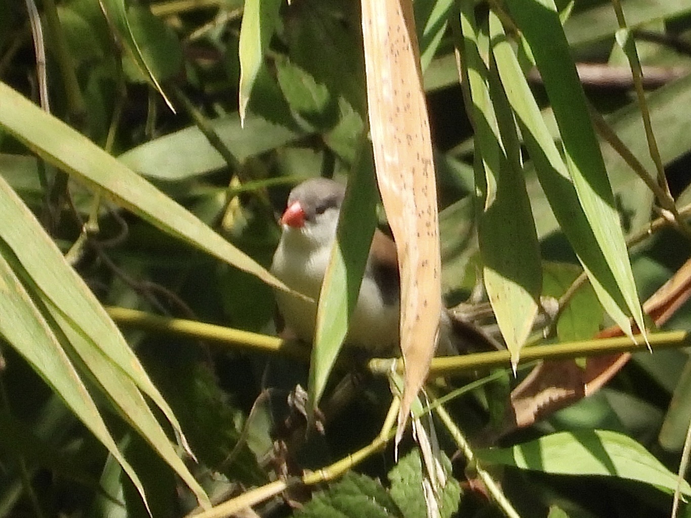 Fawn-breasted Waxbill (Estrilda paludicola), photo 4