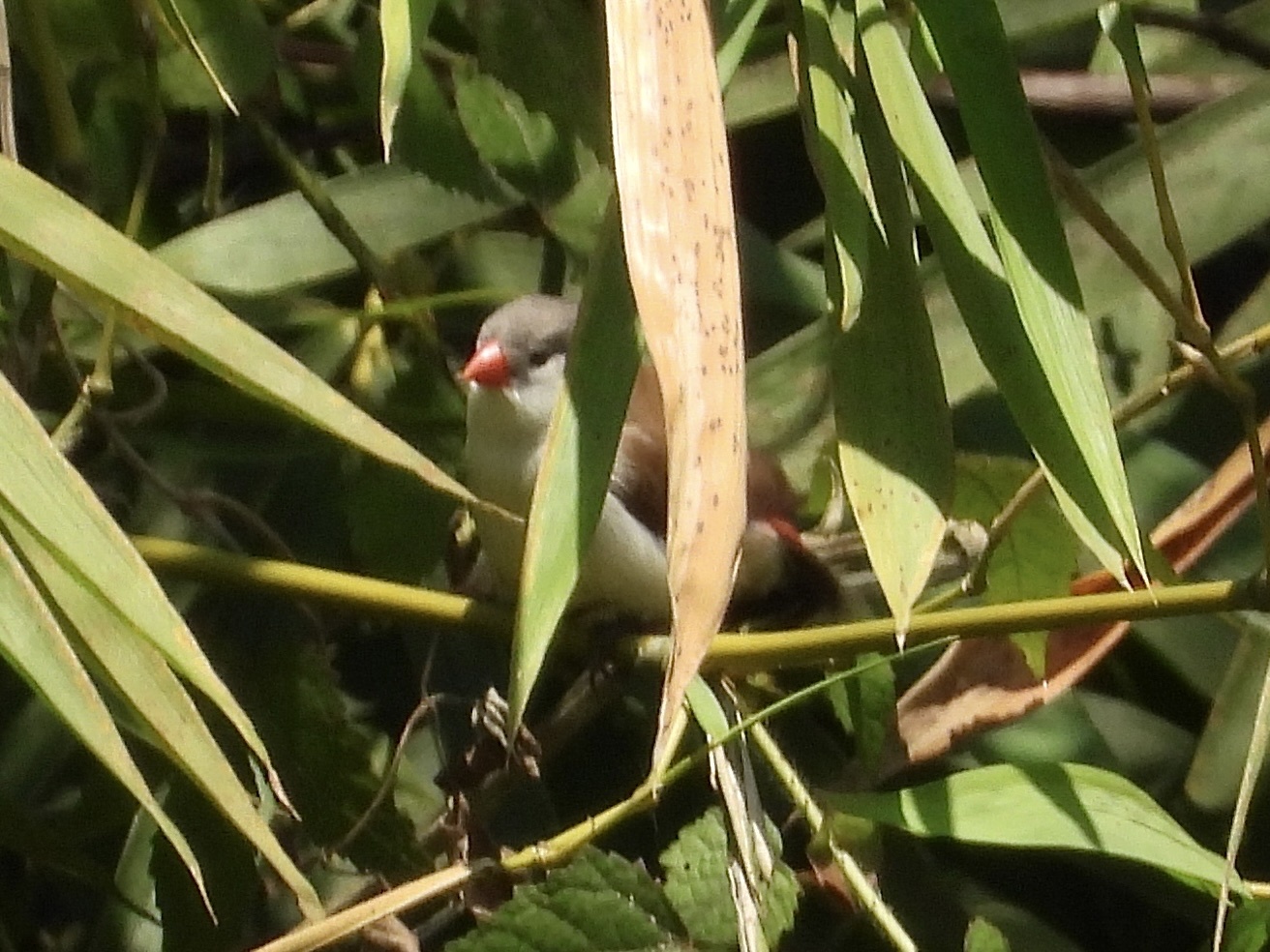 Fawn-breasted Waxbill (Estrilda paludicola), photo 5