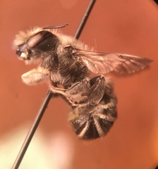 Megachiloides