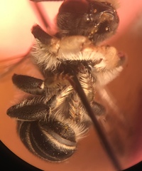Megachiloides
