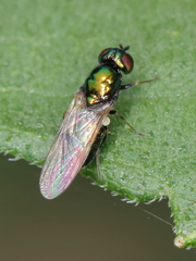Microchrysa polita