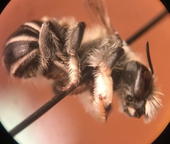 Megachiloides
