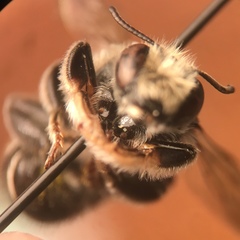 Megachiloides