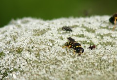 Ectemnius decemmaculatus