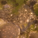 Platichthys stellatus - Photo (c) canaryrockfish, algunos derechos reservados (CC BY-NC), subido por canaryrockfish