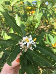 Solanum donianum