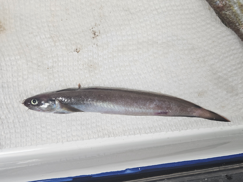 Fourbeard rockling (Enchelyopus cimbrius) — Lotidae — 2