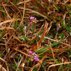 Cardamine purpurea