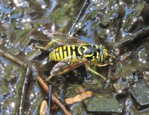 Interrupted Hornet Fly