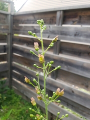 Scrophularia lanceolata