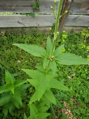 Scrophularia lanceolata