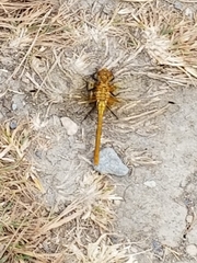 Sympetrum pallipes
