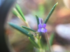 Pinguicula villosa