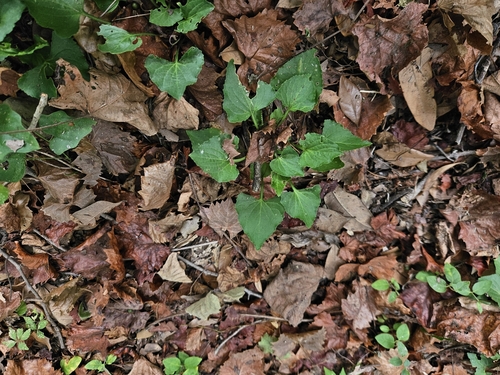 Image of Viola langloisii by (c) Daniel McClosky, some rights reserved (CC BY)