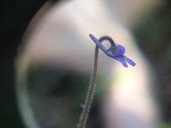 Pinguicula villosa