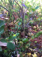 Pinguicula villosa