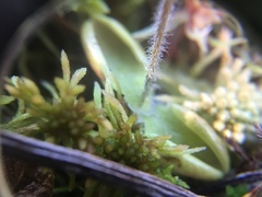 Pinguicula villosa