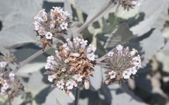 Eriodictyon traskiae smithii