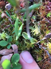 Pinguicula villosa