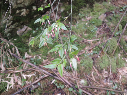 Vaccinium japonicum iNat (2)