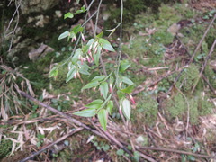 Vaccinium japonicum lasiostemon