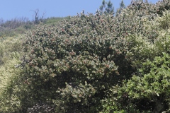 Arctostaphylos luciana