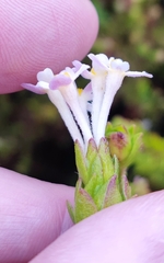 Gnidia (Gnidia)