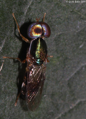 Cephalochrysa