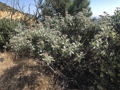 Eriodictyon traskiae smithii