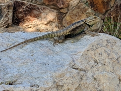 Sceloporus magister
