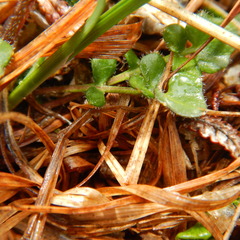 Cardamine purpurea