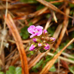 Cardamine purpurea
