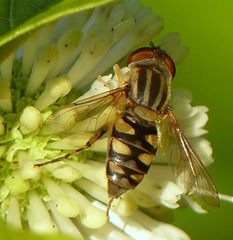 Parhelophilus integer