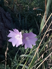 Malva alcea