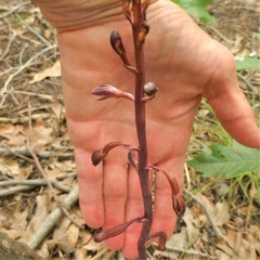 Bletia nitida