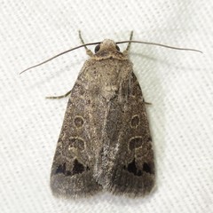 Anorthodes triquetra