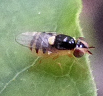 Thaumatomyia grata