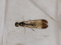 Ptecticus longipennis