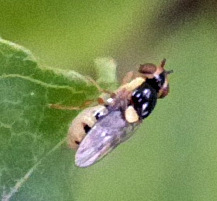Thaumatomyia grata