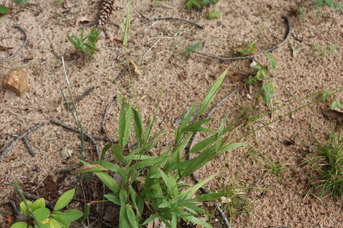 Image of Dichanthelium xanthophysum by (c) Henry "Nick" Robertson, some rights reserved (CC BY-SA)