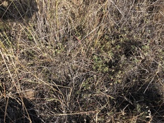 Polygonum paronychia