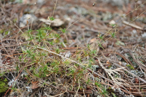 Image of Sabulina michauxii by (c) Henry "Nick" Robertson, some rights reserved (CC BY-SA)