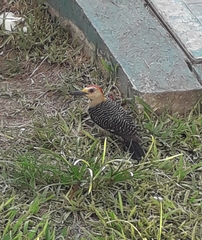 Melanerpes aurifrons