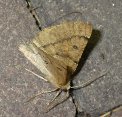 Odontopera bidentata