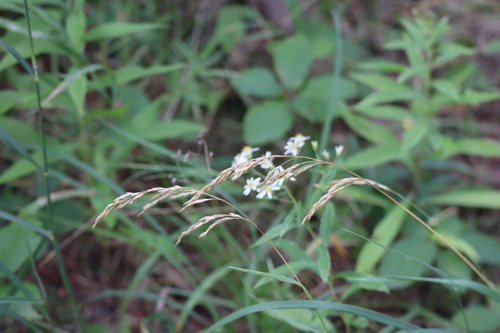 Purple False Oats (Graphephorum melicoides)